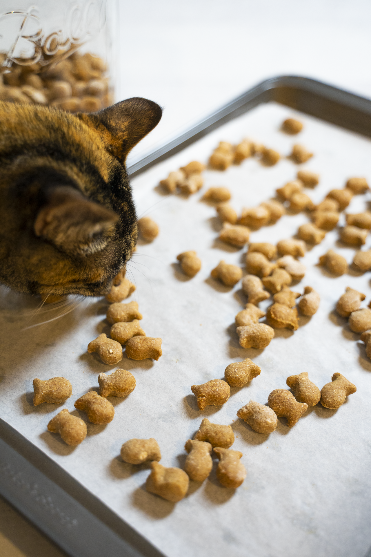 Fishy Feline Treats