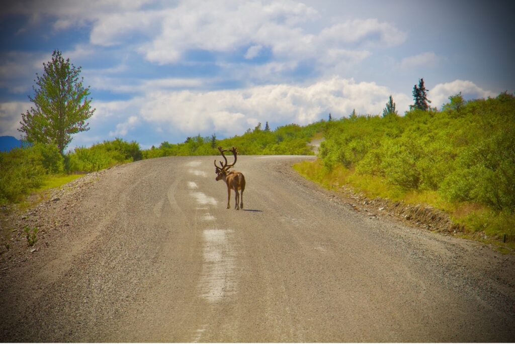 wild life can spark creativity and inspiration