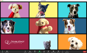 holiday zoom with DSC dogs