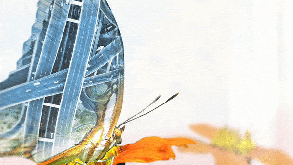 a motion graphics video of a butterfly with roads and cars superimposed on wings