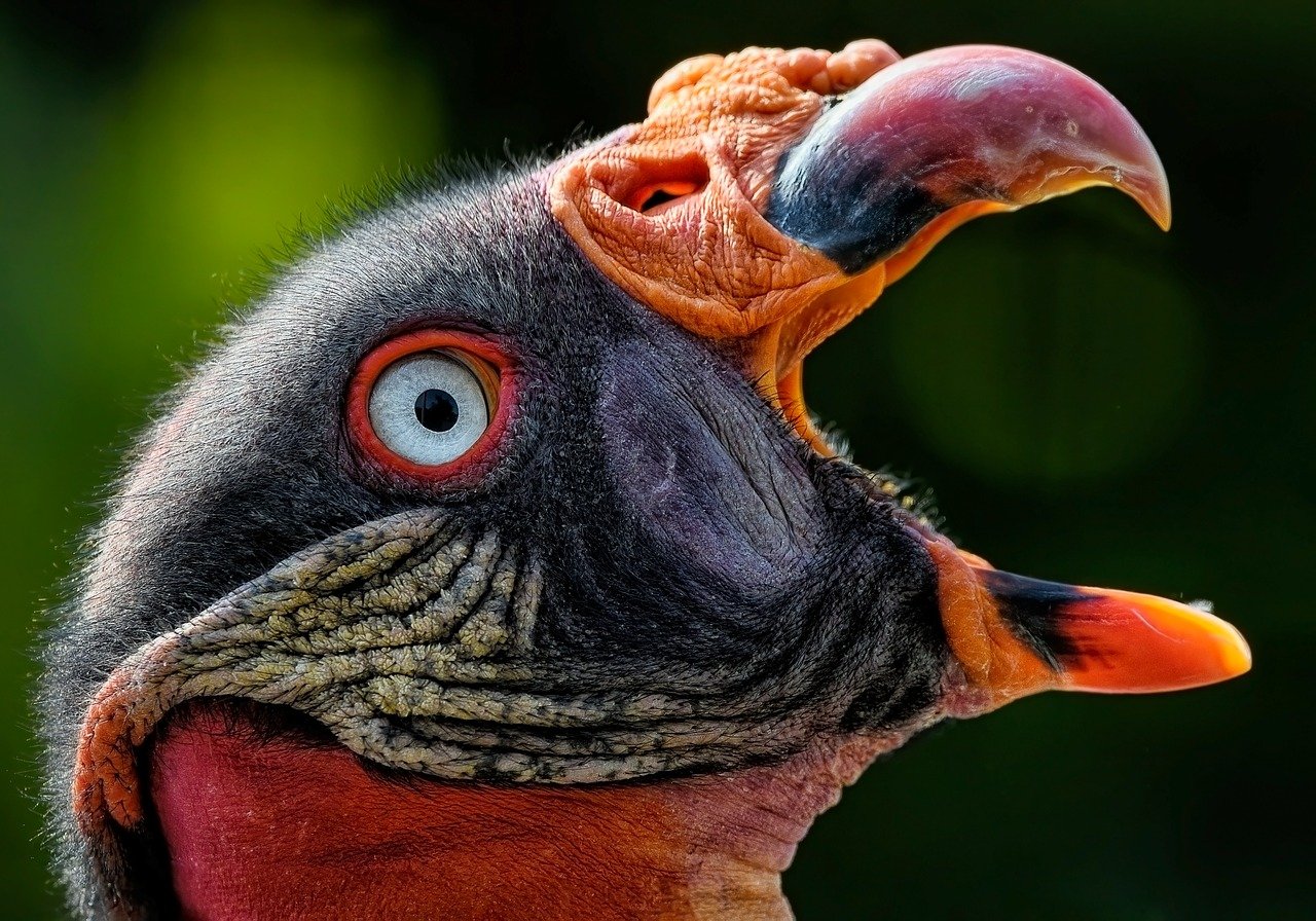close up of a king vulture bird with it's mouth open