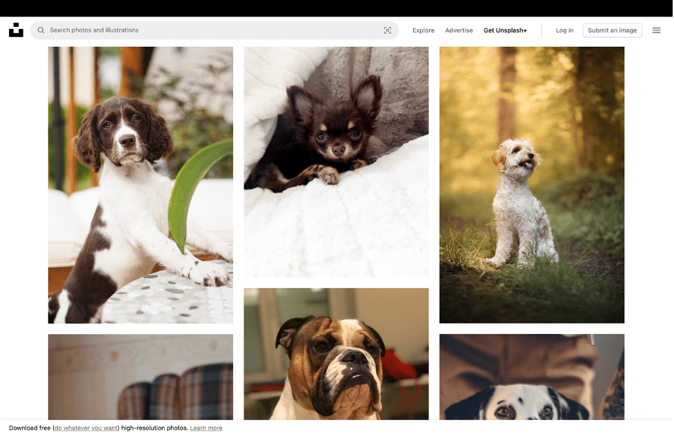 11 graphic design principles to elevate your brand 3 View of an unsplash.com search of dog images. Graphic design photography examples.